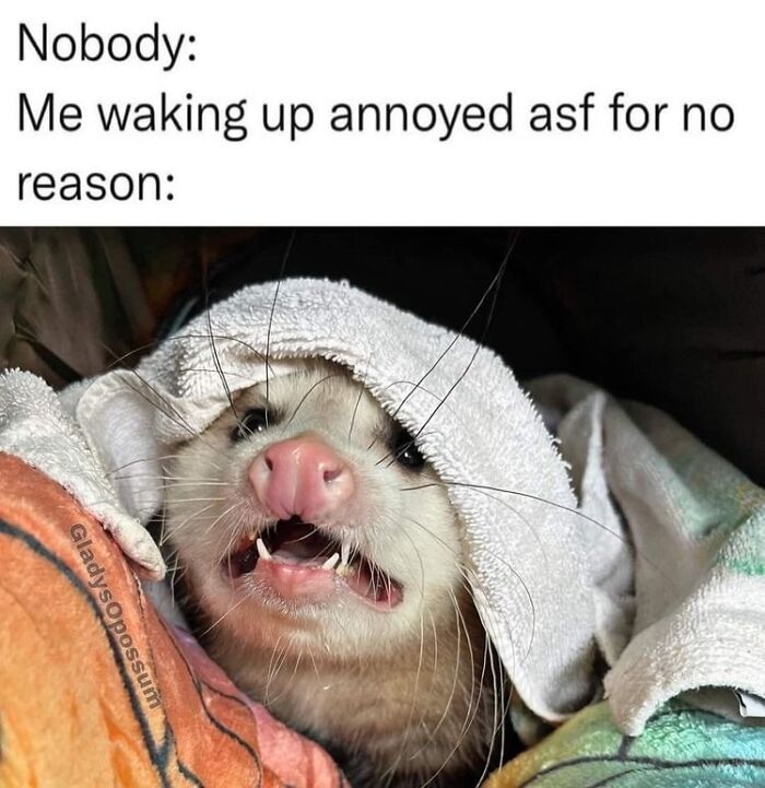 13 Possum Memes For My Mentally Dying Besties
