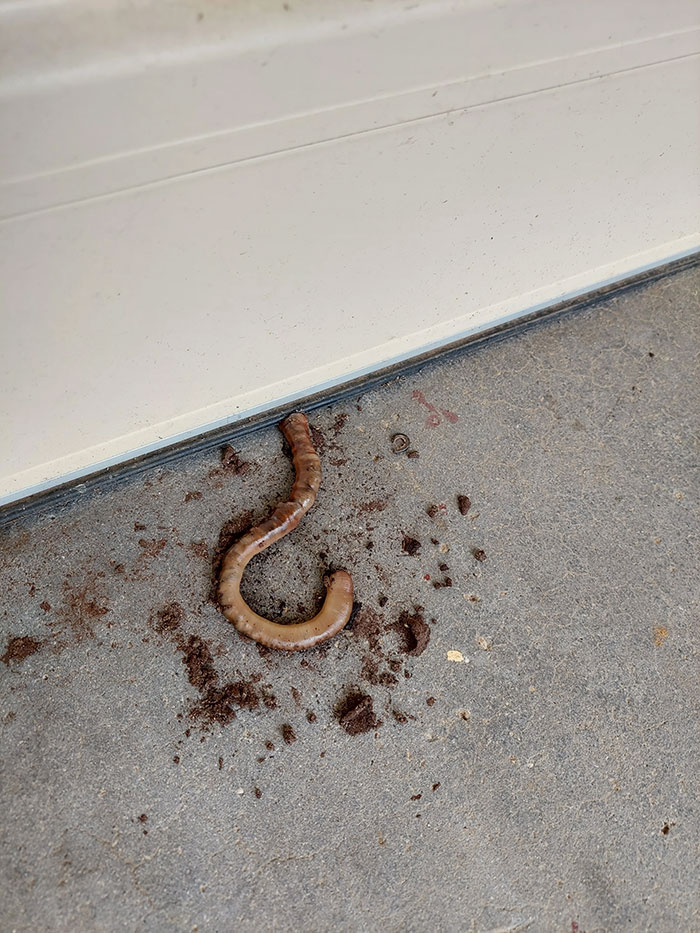 Fat Earthworm? Unknowingly Squished Under My Garage Door