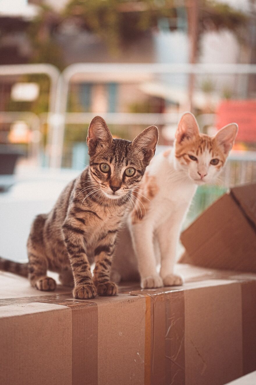 I Took Photos Of Stray Cats In Limassol, Cyprus (17 Pics)