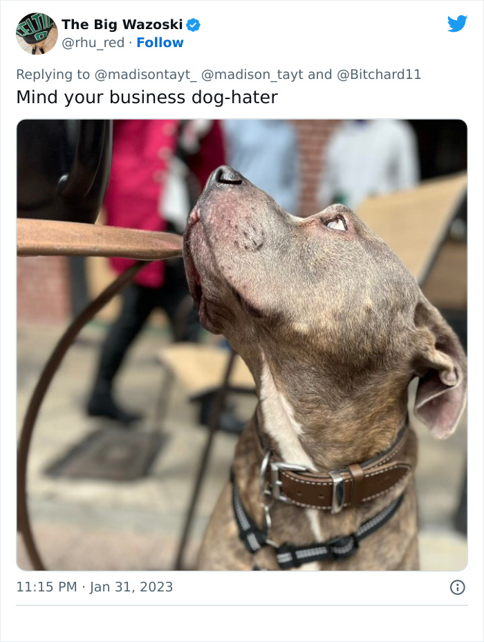 “I’m Sorry, But Unless It’s A Trained Service Dog, Your Dog Simply Does Not Need To Come With You On All Your Errands”: Woman’s Thread About Dogs Goes Viral On Twitter “I’m Sorry, But Unless It’s A Trained Service Dog, Your Dog Simply Does Not Need To Come With You On All Your Errands”: Woman’s Thread About Dogs Goes Viral On Twitter