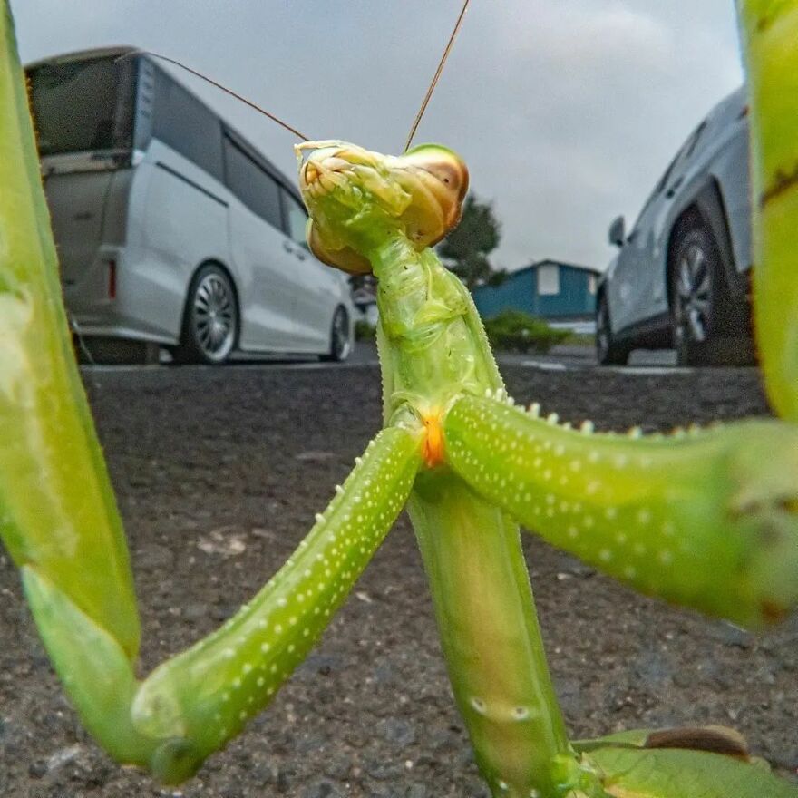 57 Stunning New Pics Of Animals Shared By Decisive Moments Magazine