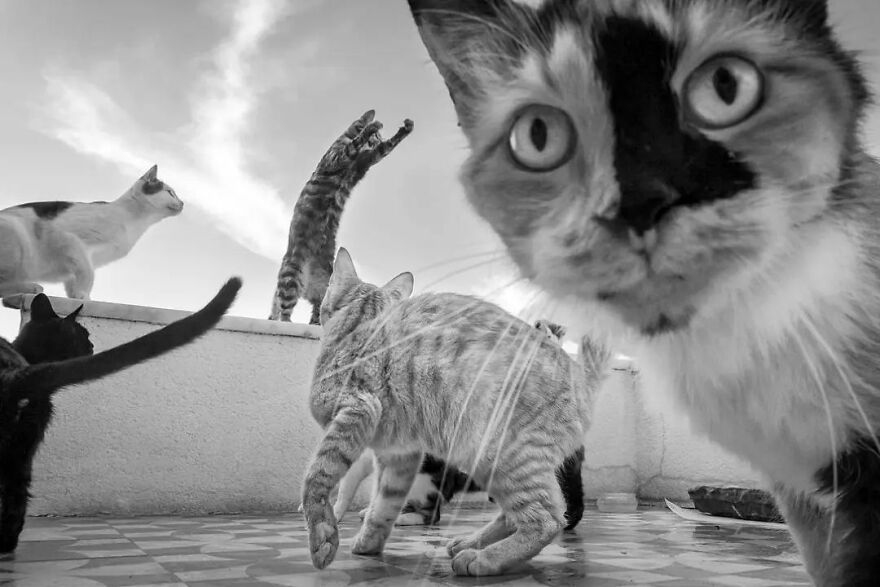 57 Stunning New Pics Of Animals Shared By Decisive Moments Magazine