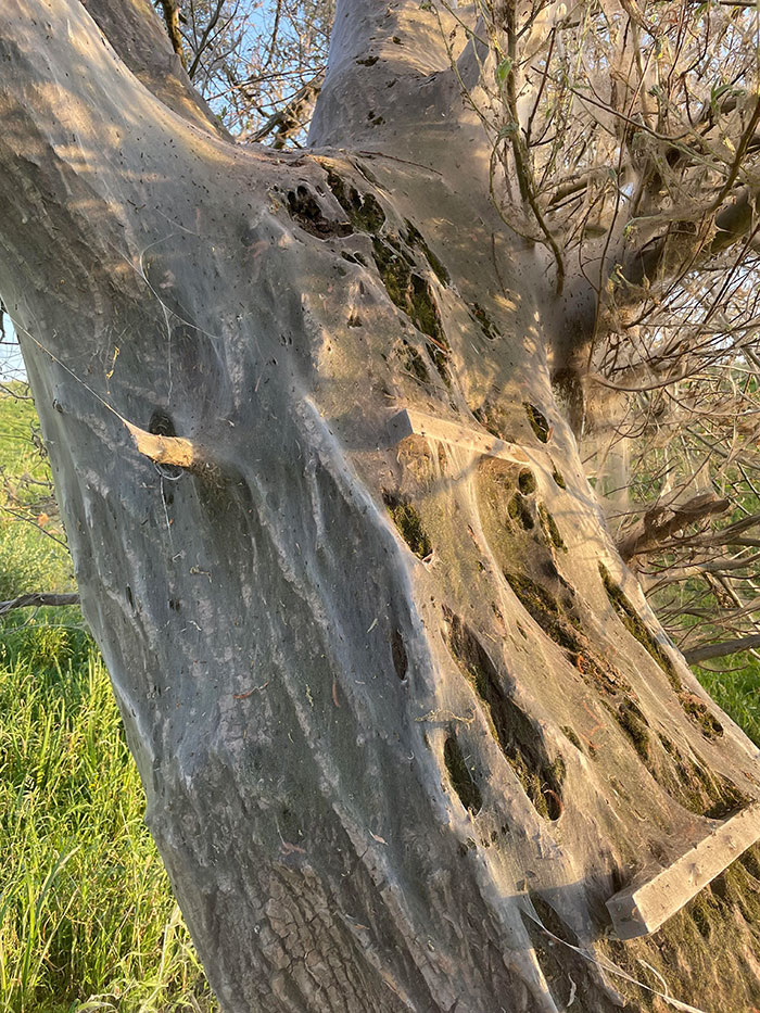 This Tree Being Entirely Covered In Caterpillar Webs