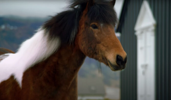 These Icelandic Horses Will Reply To Work-Related Emails On A Giant Keyboard