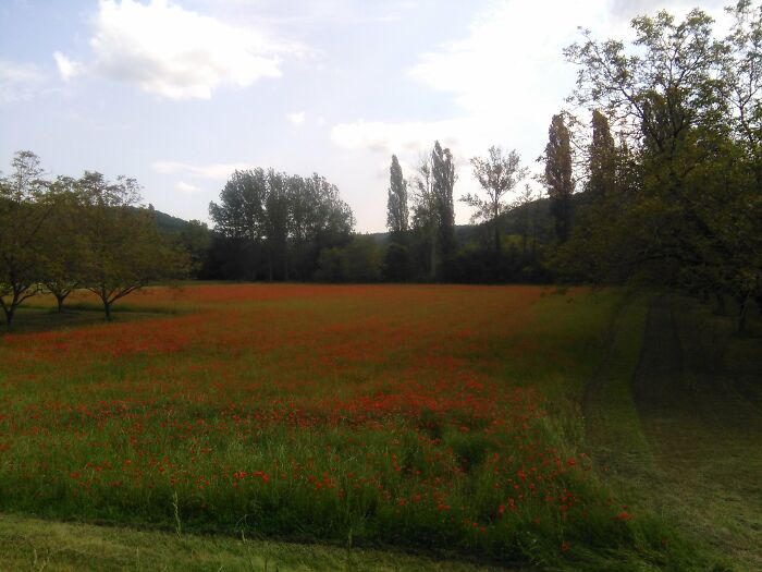 Somewhere In Nouvelle-Aquitaine. Where Trees Are Numerous, And People Relaxed