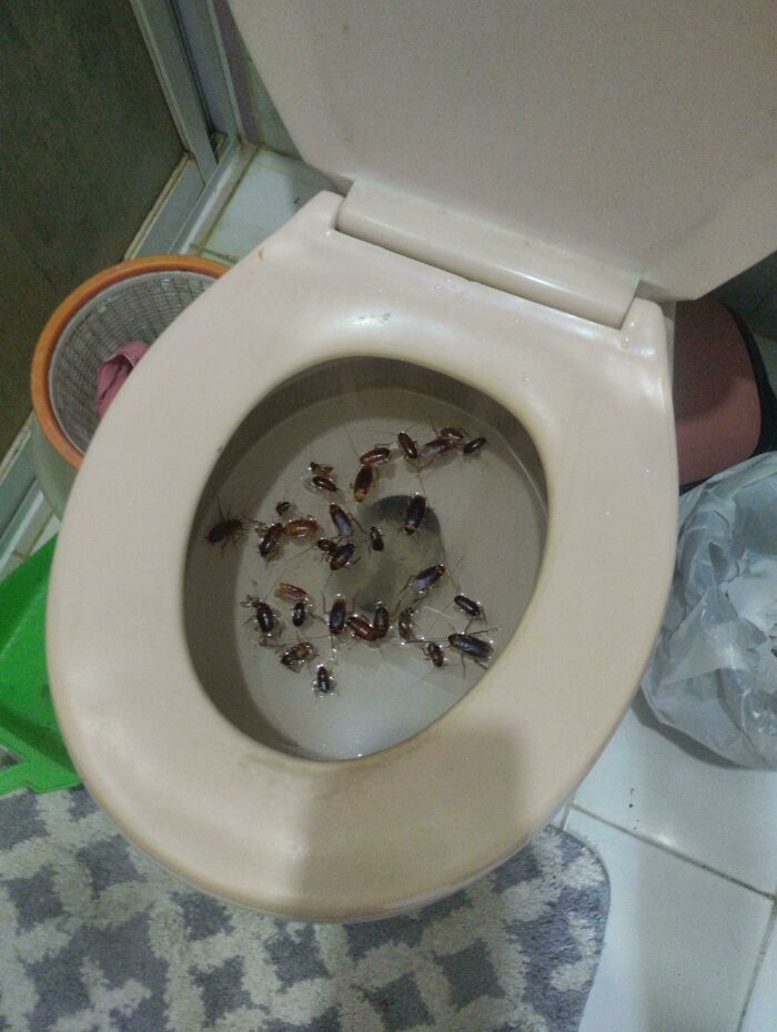 Staying At My Grandmother's House For A Bit, Opened Up The Toilet And Was Greeted By This