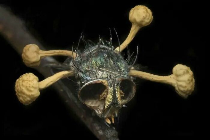 Nope It's Not A Skull It’s A Fly Infected By Cordyceps Fungus
