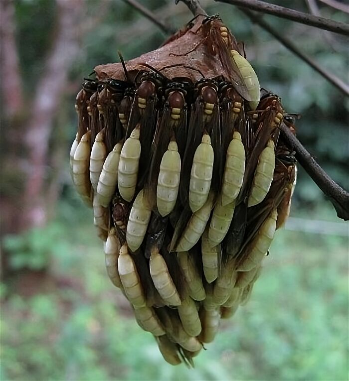 Apoica Wasp Nest