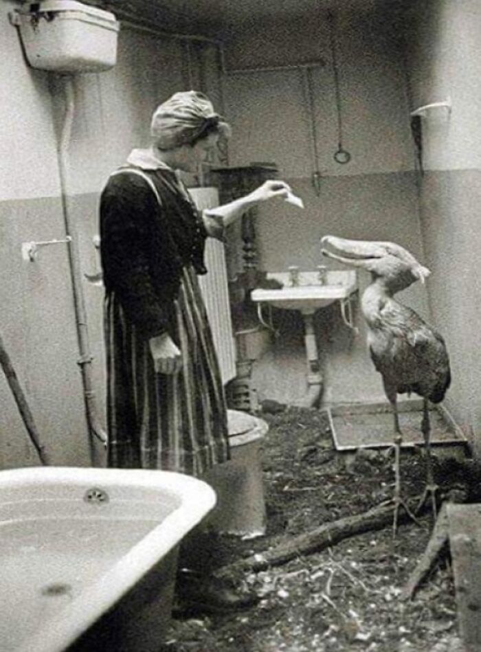 Civilians Taking Care Of Zoo Animals In Their Own Homes During WWII