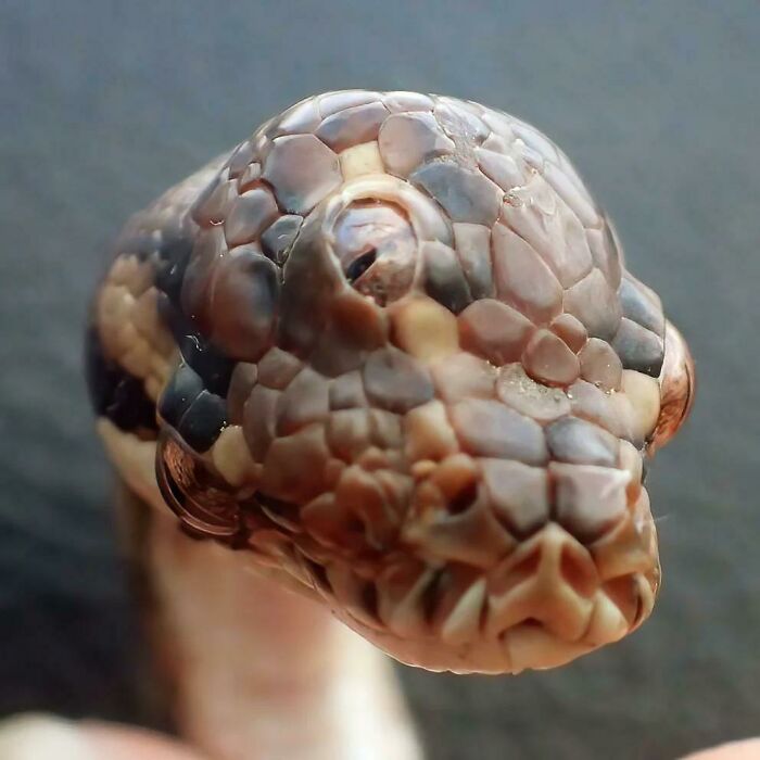 In Australia, This Snake Had 3 Eyes
