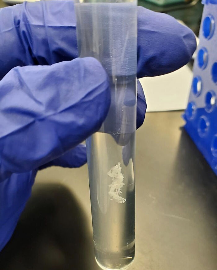 Así se ve una hebra de ADN purificado en una probeta