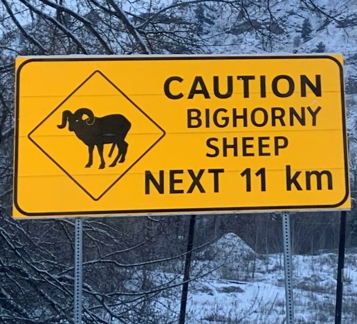 Big Horny Sheep