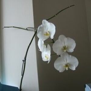 birdfeedertwin avatar