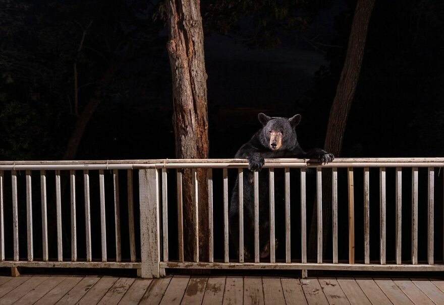 Grand Prize Winner: "Backyard Friend" (From "Cities Gone Wild") By Corey Arnold