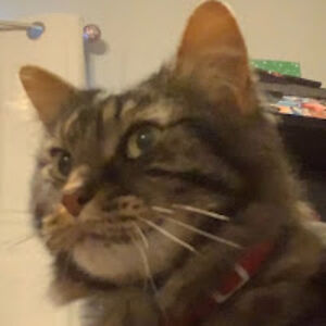 jacksonmalmberg avatar