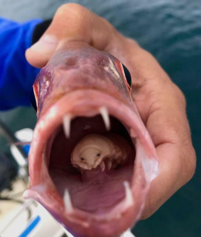 Tongue Eating Parasite Found Inside Fishes Mouth
