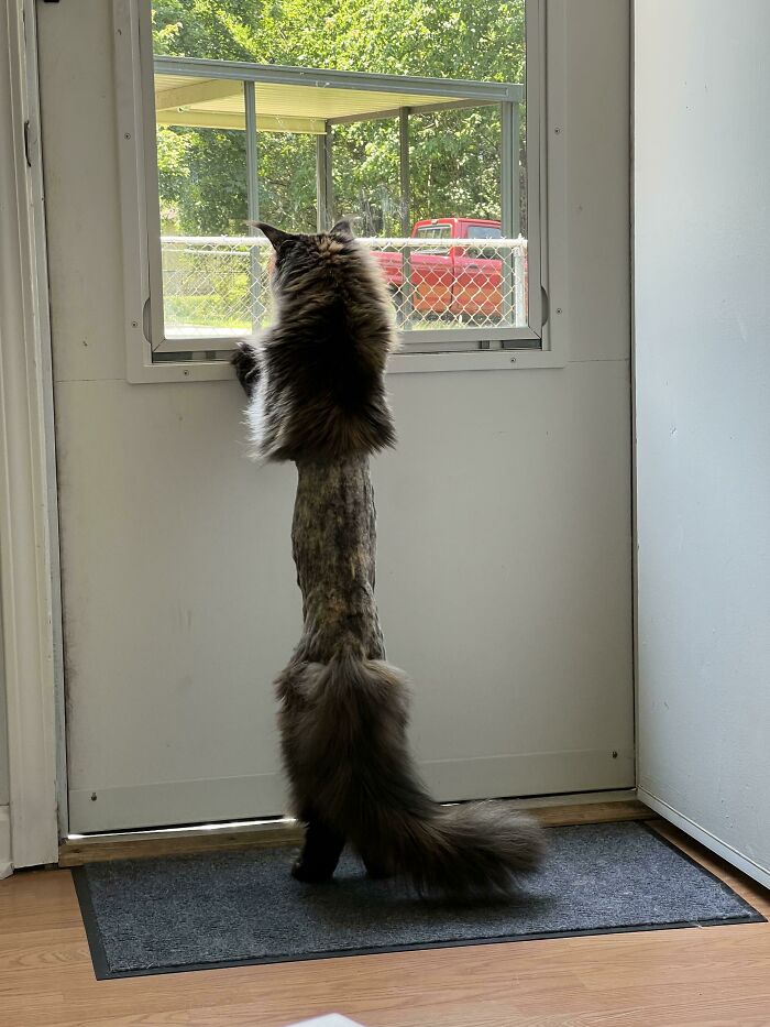 My Friends Cat Got Shaved At The Vet And Now She Looks Like A Game Of Exquisite Corpse