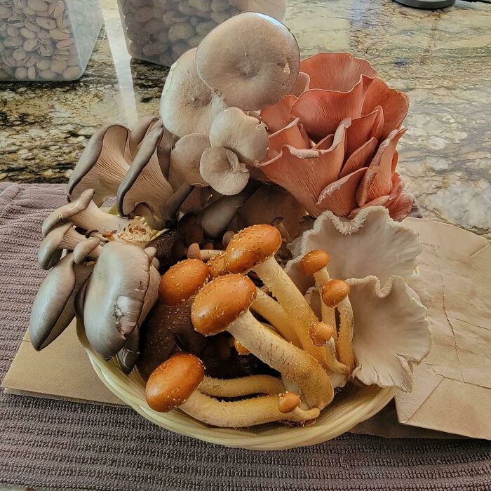 My Husband Got Me A Bouquet Of Mushrooms For Mother's Day
