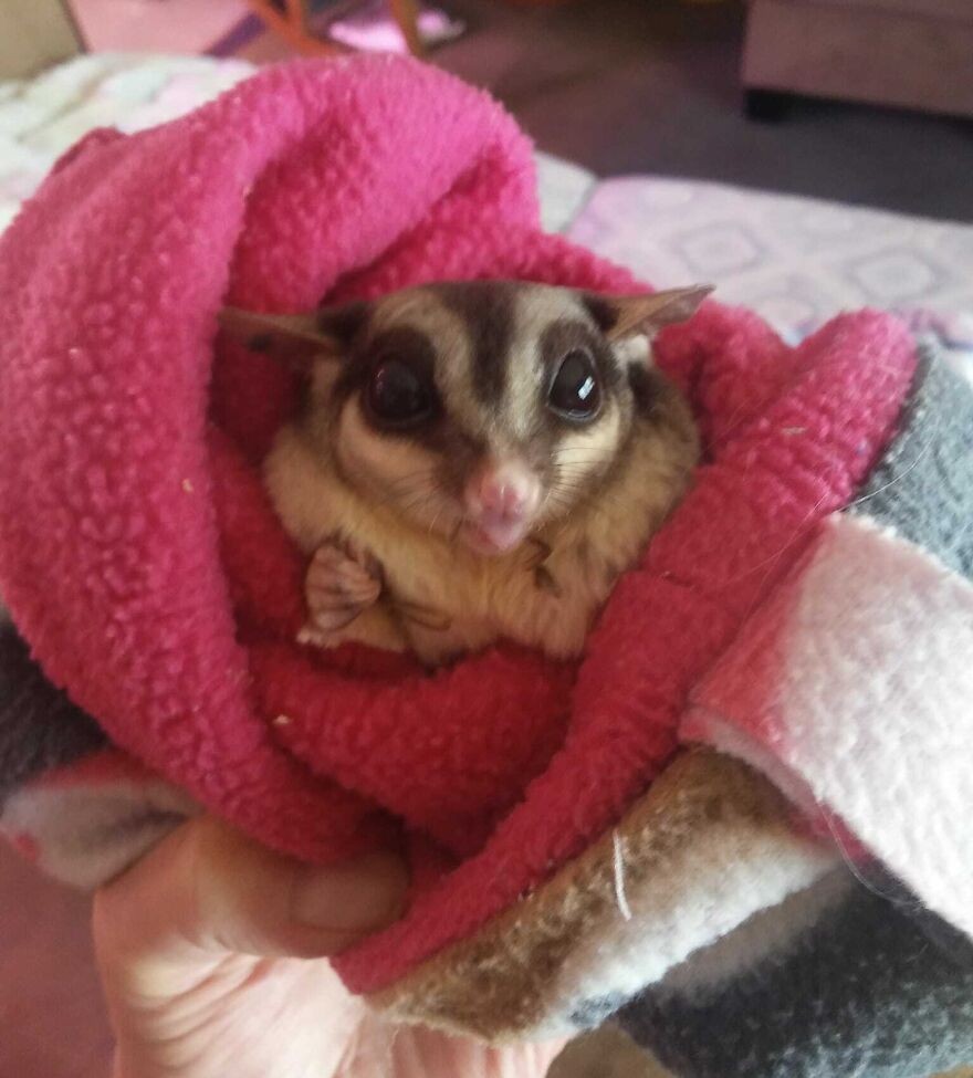 Sugar glider in the pink blanket 