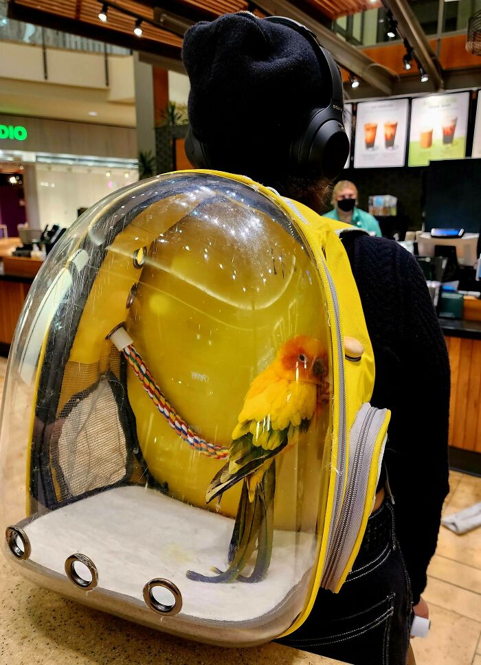 This Person Taking Their Parrot For A Walk At The Mall