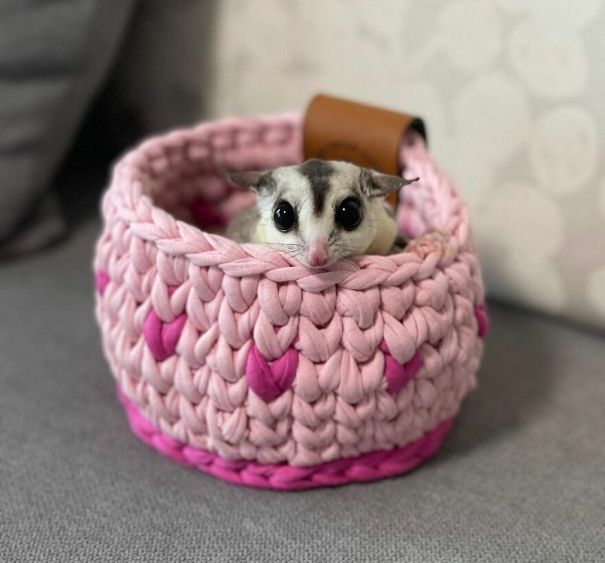 Sugar glider in the pet bed 