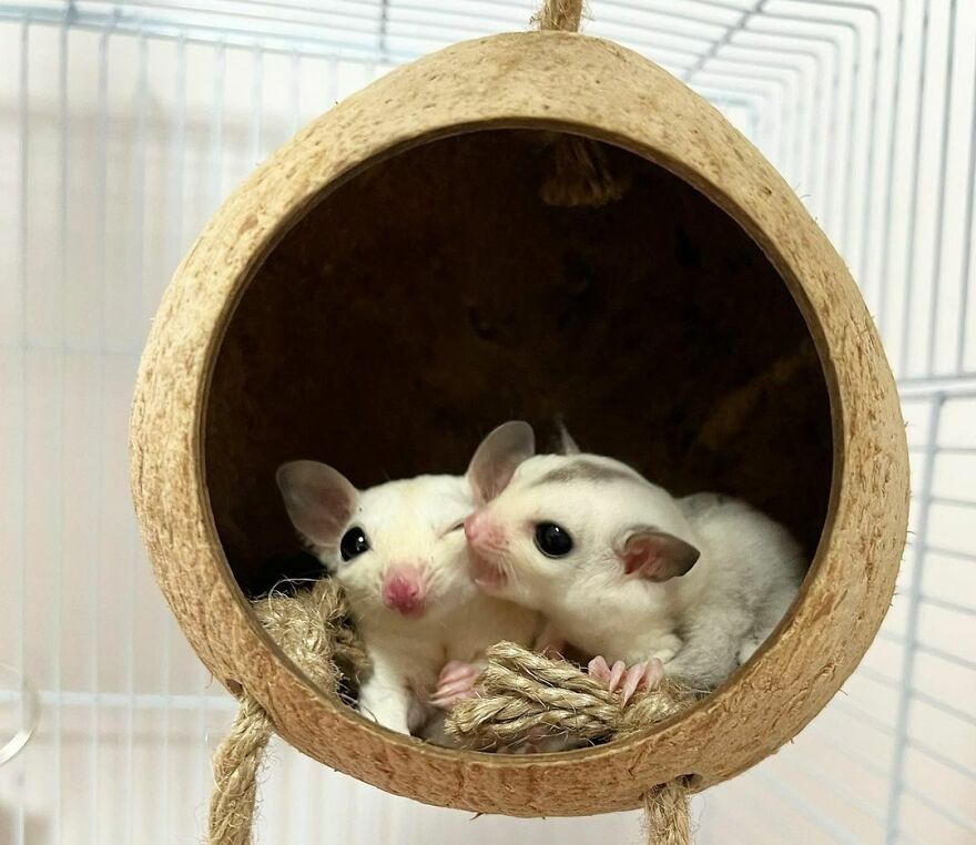 Sugar gliders snuggling in the coconut 