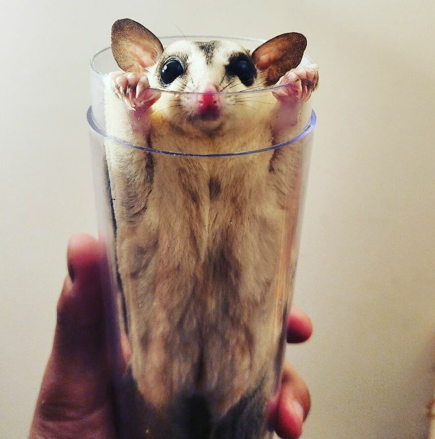 Sugar Glider in the glass 