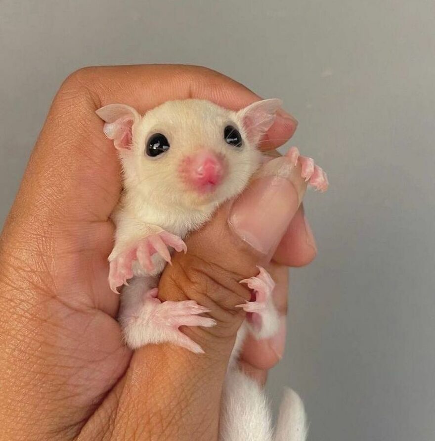 Sugar glider hugging a thumb 