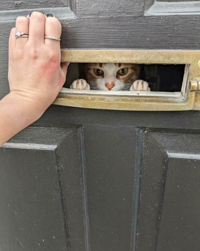 Loki Strikes Again - Angrily Peeping At Us Through The Letterbox (Clinging On By His Claws) Because He Could Hear Us Speaking To My Sister And Brother Inlaw Outside Without Him 😂