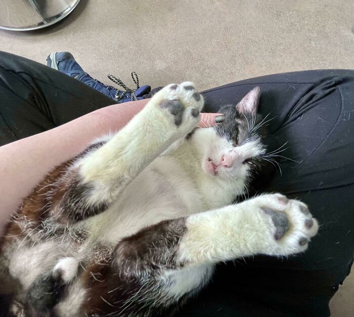Ex-Stray Cat Hasn’t Quite Gotten The Hang Of Snuggling Yet, But He’s Trying Very Hard
