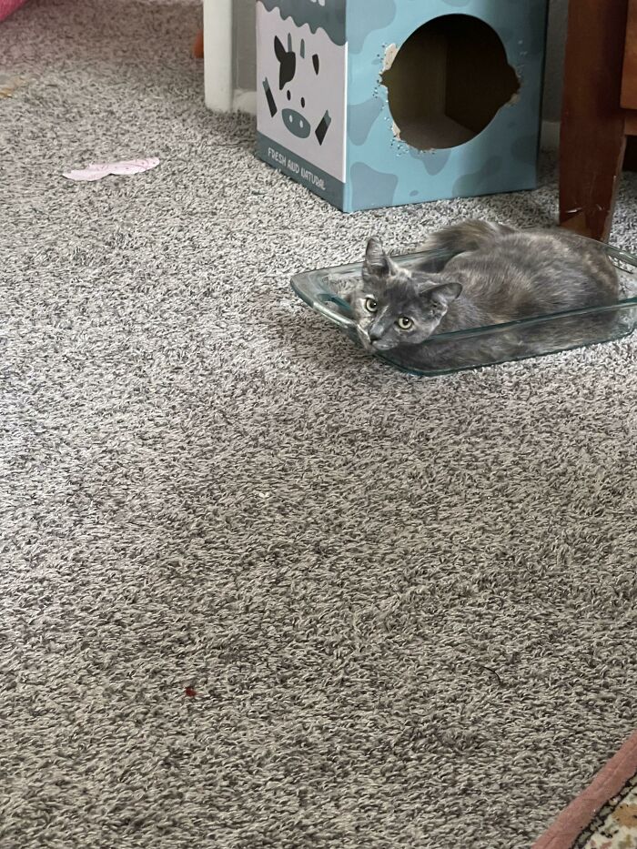 This Is My Cat In Her Casserole Dish. I Don’t Know Why She Loves It, But It Is Where She Sleeps The Most Right Now