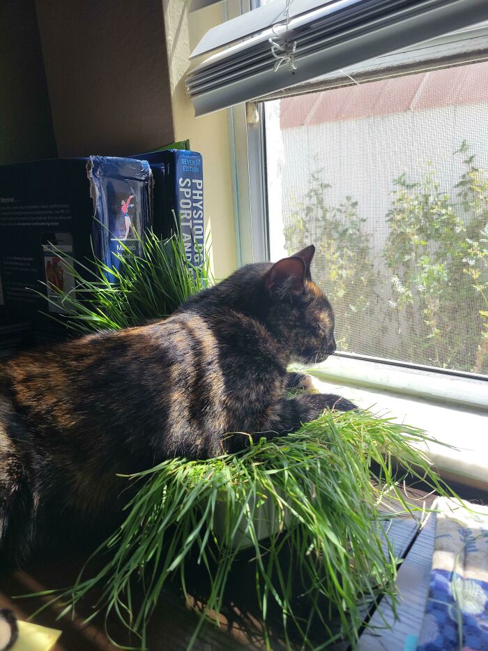 I Bought Her Some Cat Grass