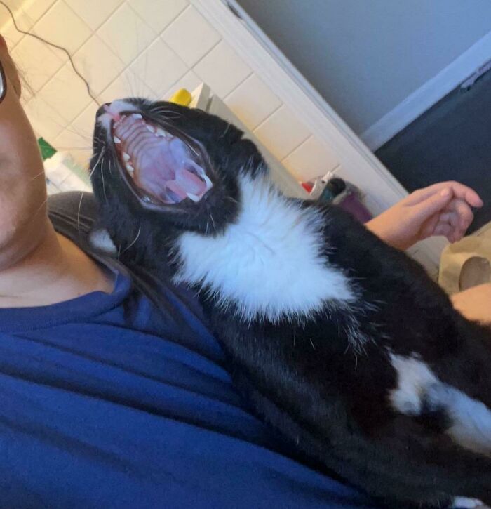 He’s Not Yawning In This Photo, But Screaming At The Top Of His Lungs