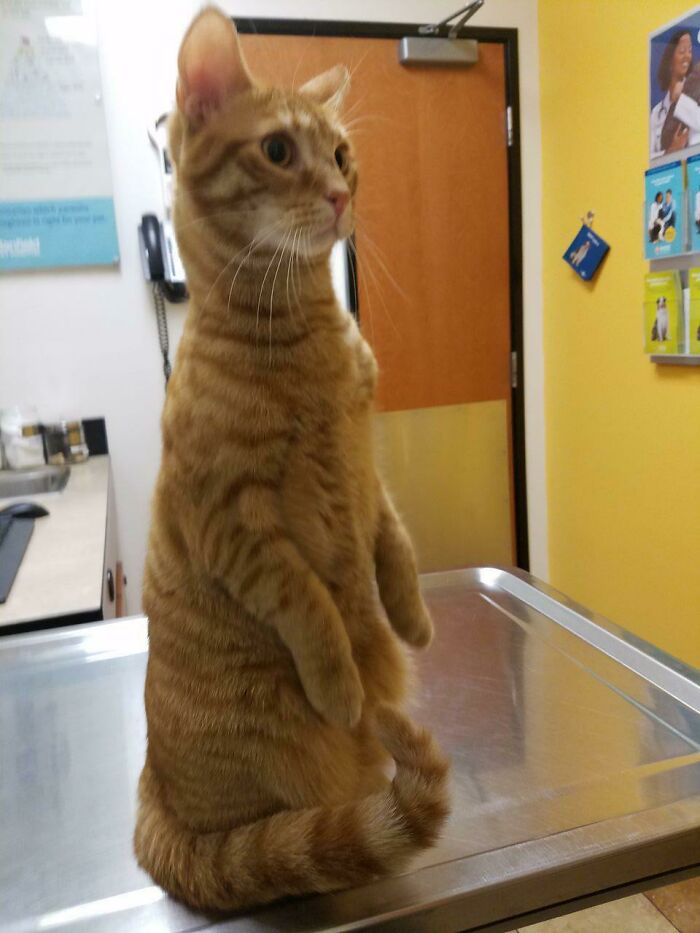 My Cat Fuego's First Vet Visit