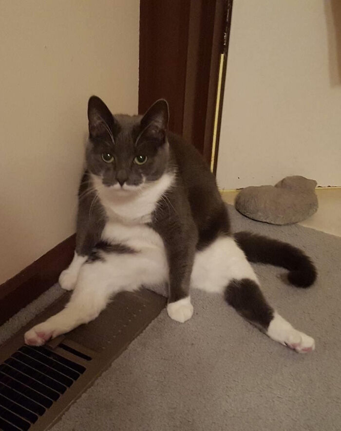 My Crazy Cat Used To Race For The Closest Heater Vent And Flop Down On It Like This Whenever She Heard It Turn On. She Was Devastated When We Left This House And The New One Had A Wall Heater