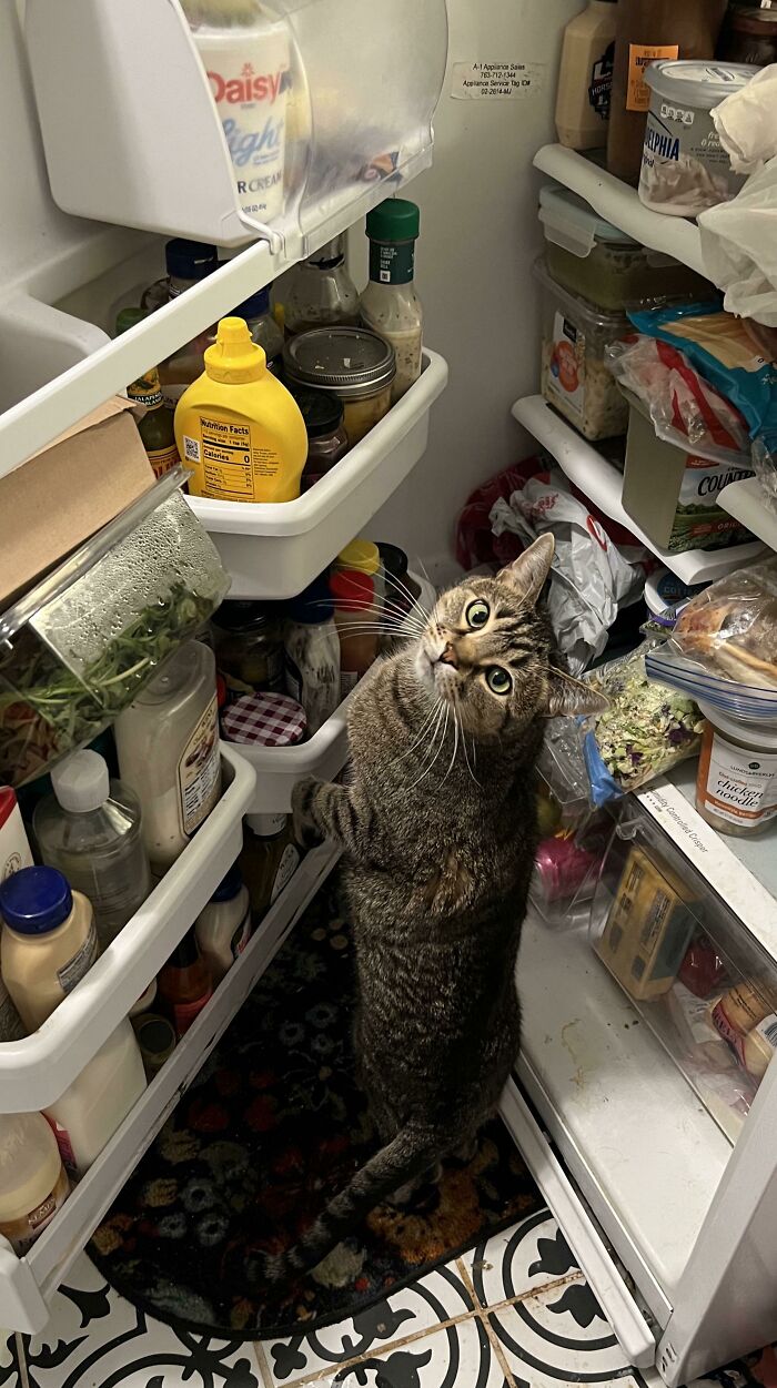 What’s Wrong With This Tiny Cat, You Ask? Albert Is Obsessed With Butter And Knows Where It Lives In The Fridge!