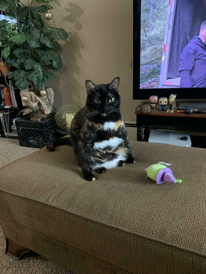 Scully Thinks She Is A Penguin
