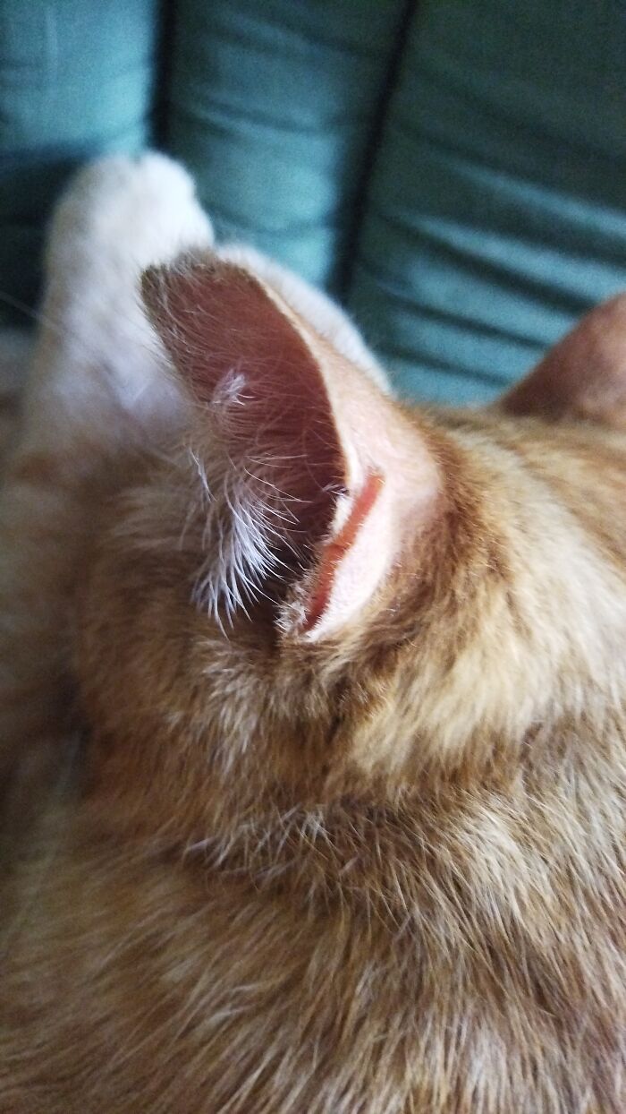 Wwwyc Indeed... I Keep Looking At This "Air Pocket" Thingys Behind His Ears And Can't Tell What Their For. Do All Cats Have Them?