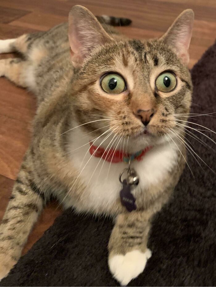 Meet My Cat Squeak, She Has Fiv And Very Expressive Eyes (Oc)