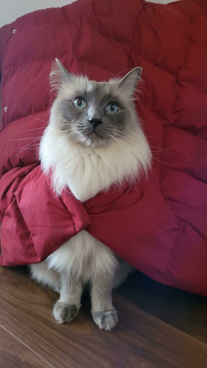 He Likes To Sit Under The Coat And Today Poked His Head Through The Buttons. A Regal Prince