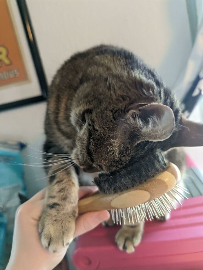 She Won't Let Me Brush Her Face, But She Will Let Me Hold The Brush So She Can Do It Herself