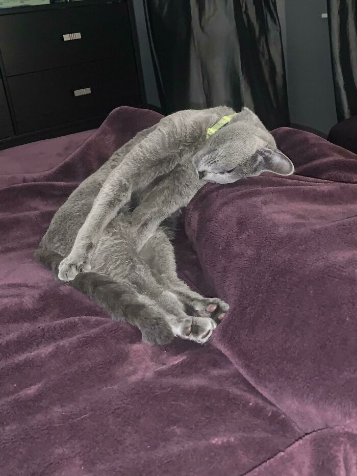 My Silly Cat Was Sleeping Like This