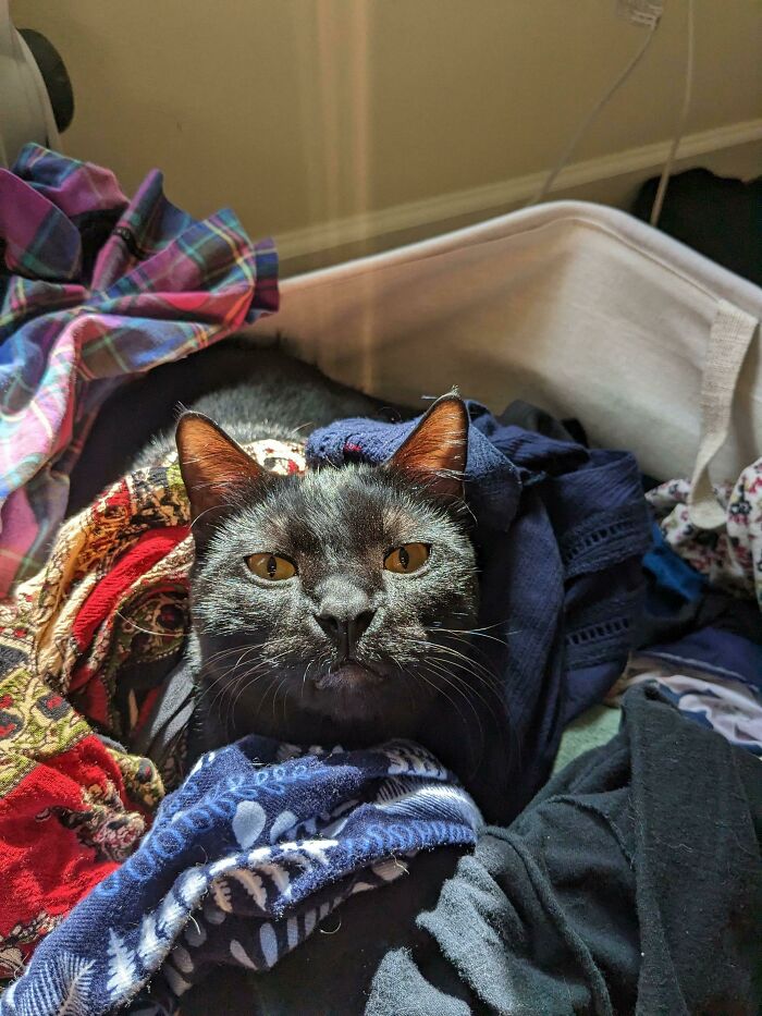 Jinx Enjoys The Laundry Bin
