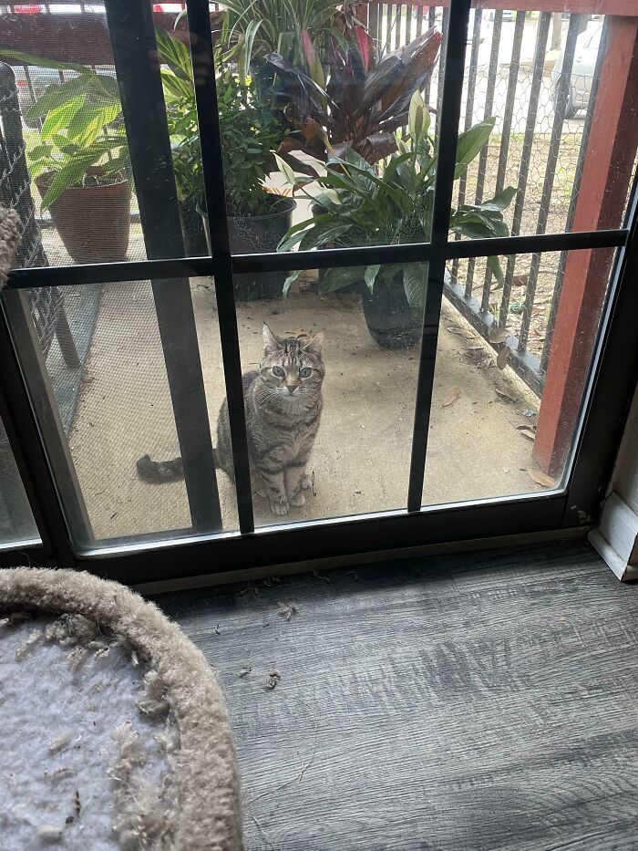 Cat Loves To Be Outside Looking In. I Open The Door, She Refuses. I Bring Her In, She Whines To Go Out. Guess Janet Just Likes The Voyeuristic Perspective