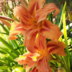 carolshambrook avatar