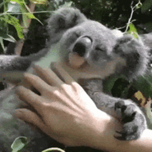 arneiaandrews avatar