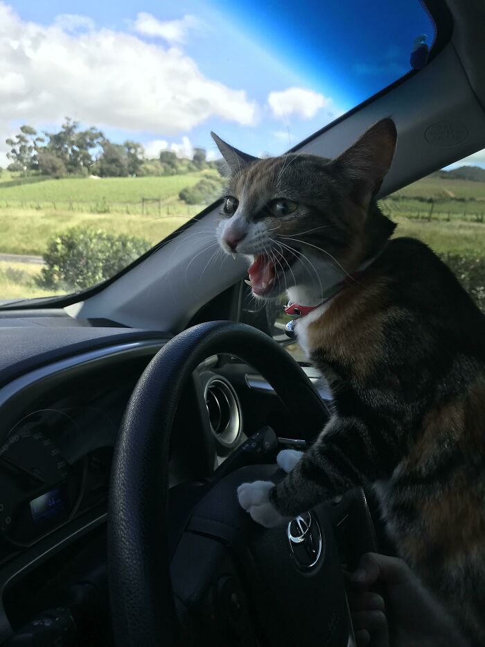 “Use Yer Heckin Blinker Next Time, Ya Overgrown Hairball”