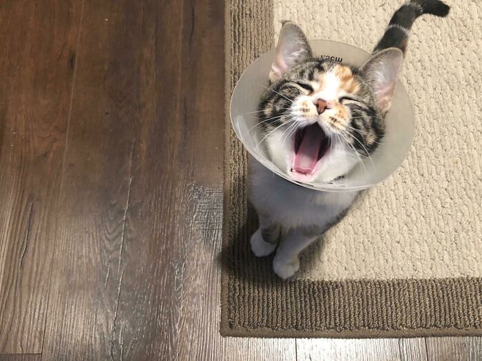 This Is Sashimi. She’s Yelling About Her New Cone, Which She Received After $3k Surgery To Remove 2 Feet Of Paracode That She Thought Tasted Good