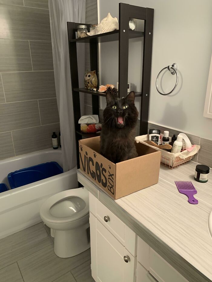 Every Night, Vigo Sits In That Specific Corner While I Take A Shower. So I Made Him A Box. Today He Was Particularly Excited To Find A Box At His Usual Spot!