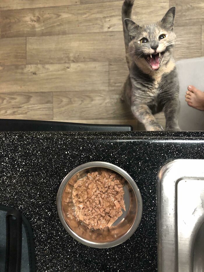 Trina, The Baddest B*tch, Demands Her Wet Food Asap